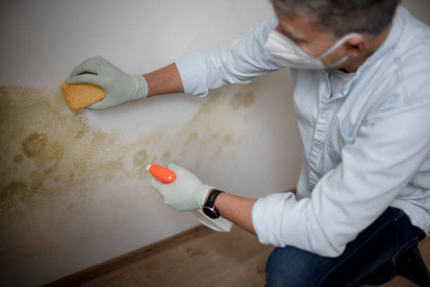 Best Residential Mold Remediation in Madras, OR